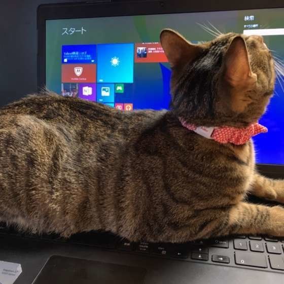 パソコンの上に乗るキジトラ