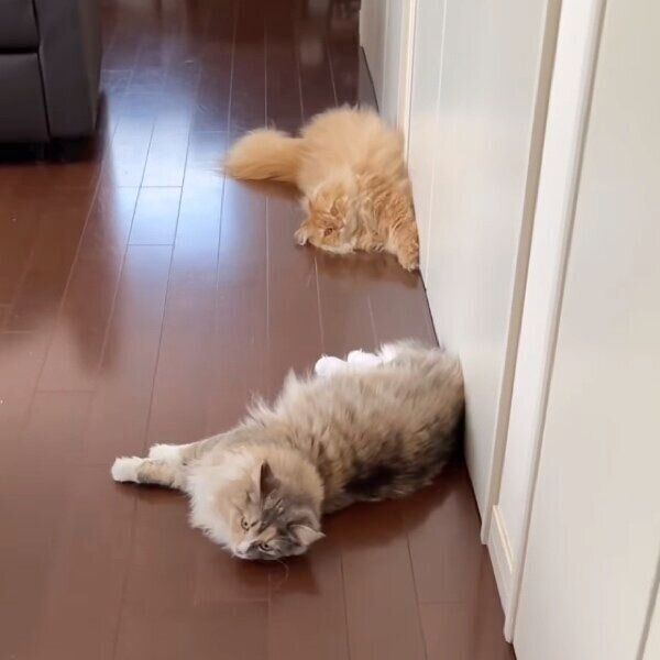 床に寝転がるきなこちゃんとあんこちゃん