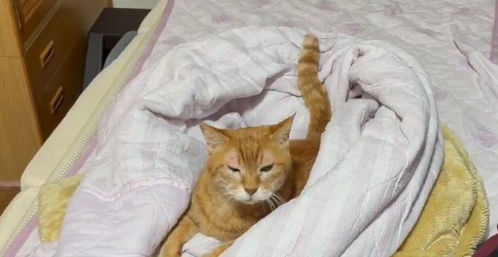 毛布の中にいる猫