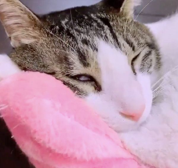 白目を剥くちょこくん