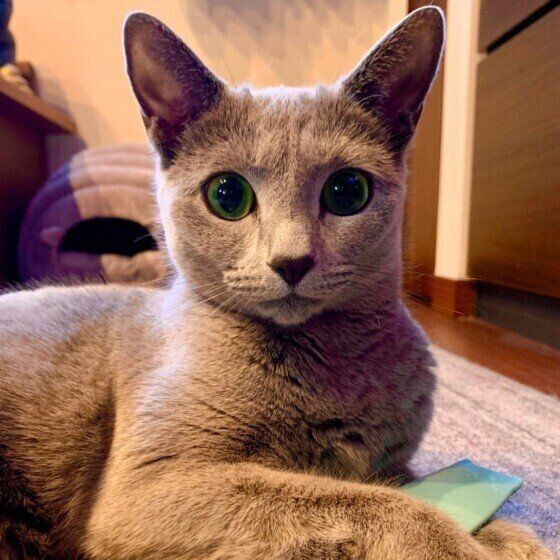 見つめるロシアンブルー