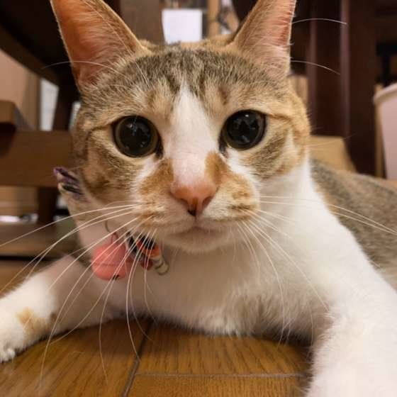 MIX ミケ マリリン