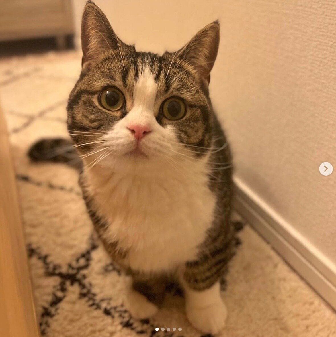 見つめるうずらちゃん