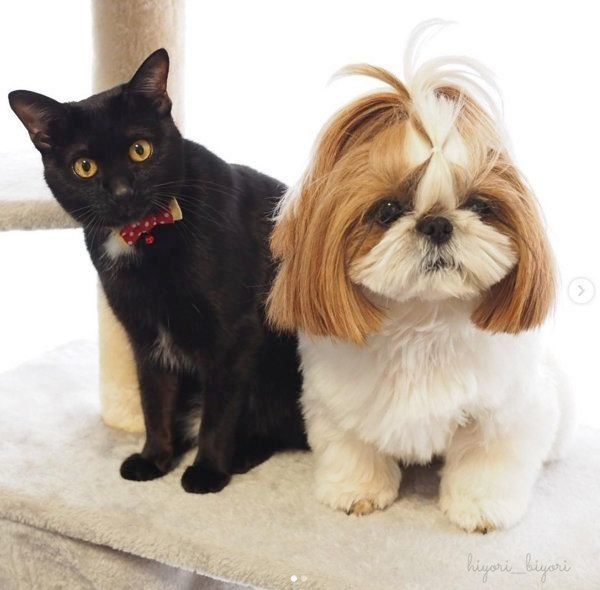 黒猫の月ちゃんとシー・ズーのひよりちゃん