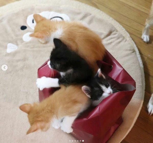 突然出会った4匹の子猫