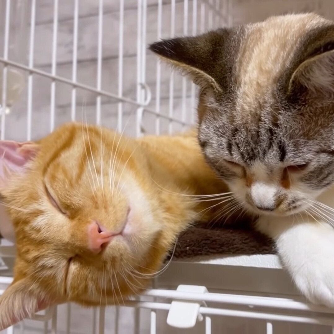 ウトウトする子ども猫たち