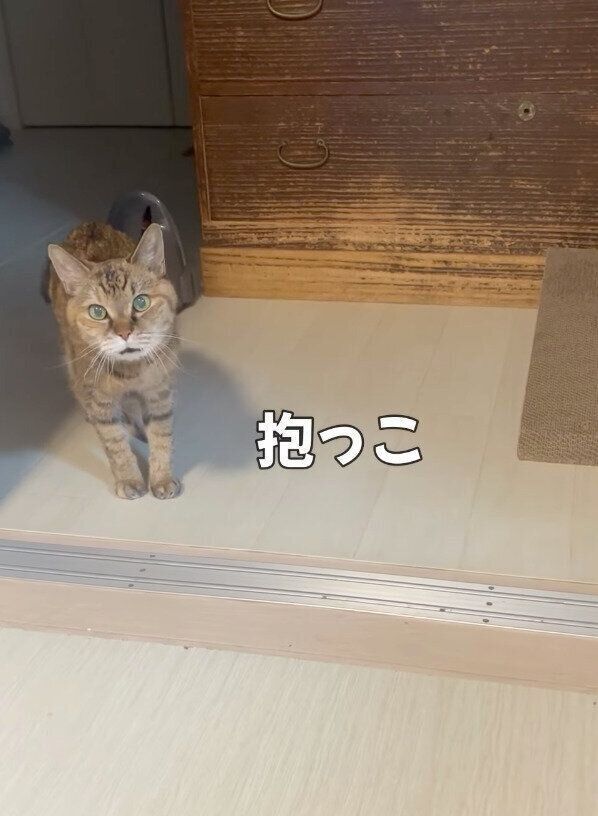 帰宅したばかりのパパを追いかけ、ソワソワしちゃうアビーちゃん