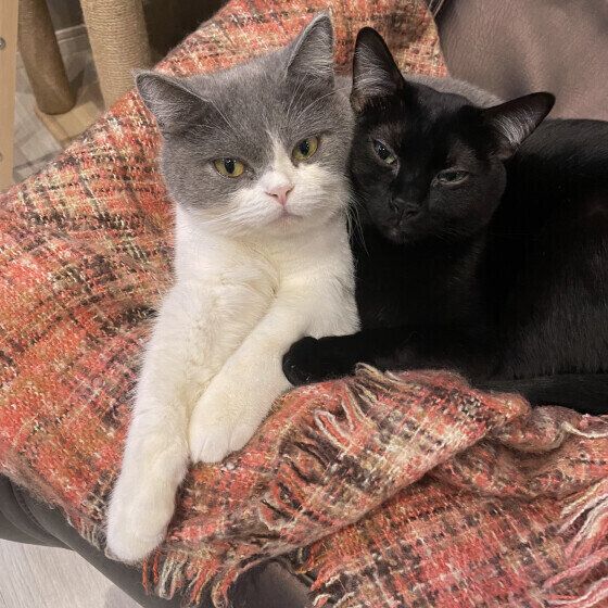 寄り添う2匹の猫