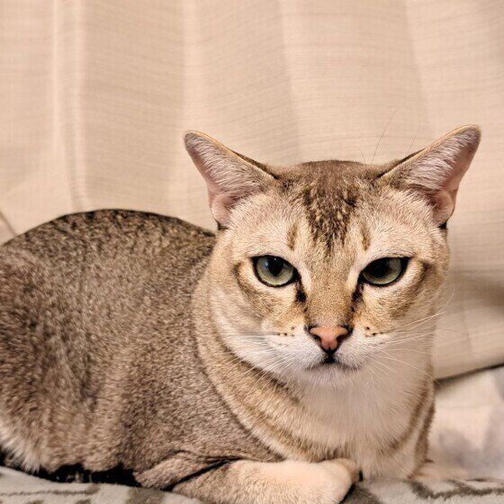 香箱座りするヤマトくん（シンガプーラ）