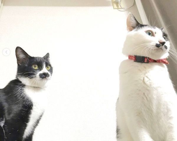 おヒゲがチャームポイントの元保護猫・ランちゃんとレイちゃん