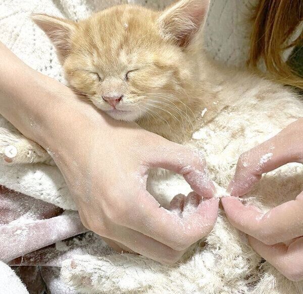 小麦粉で体の汚れを落としてもらうみゃおちゃん