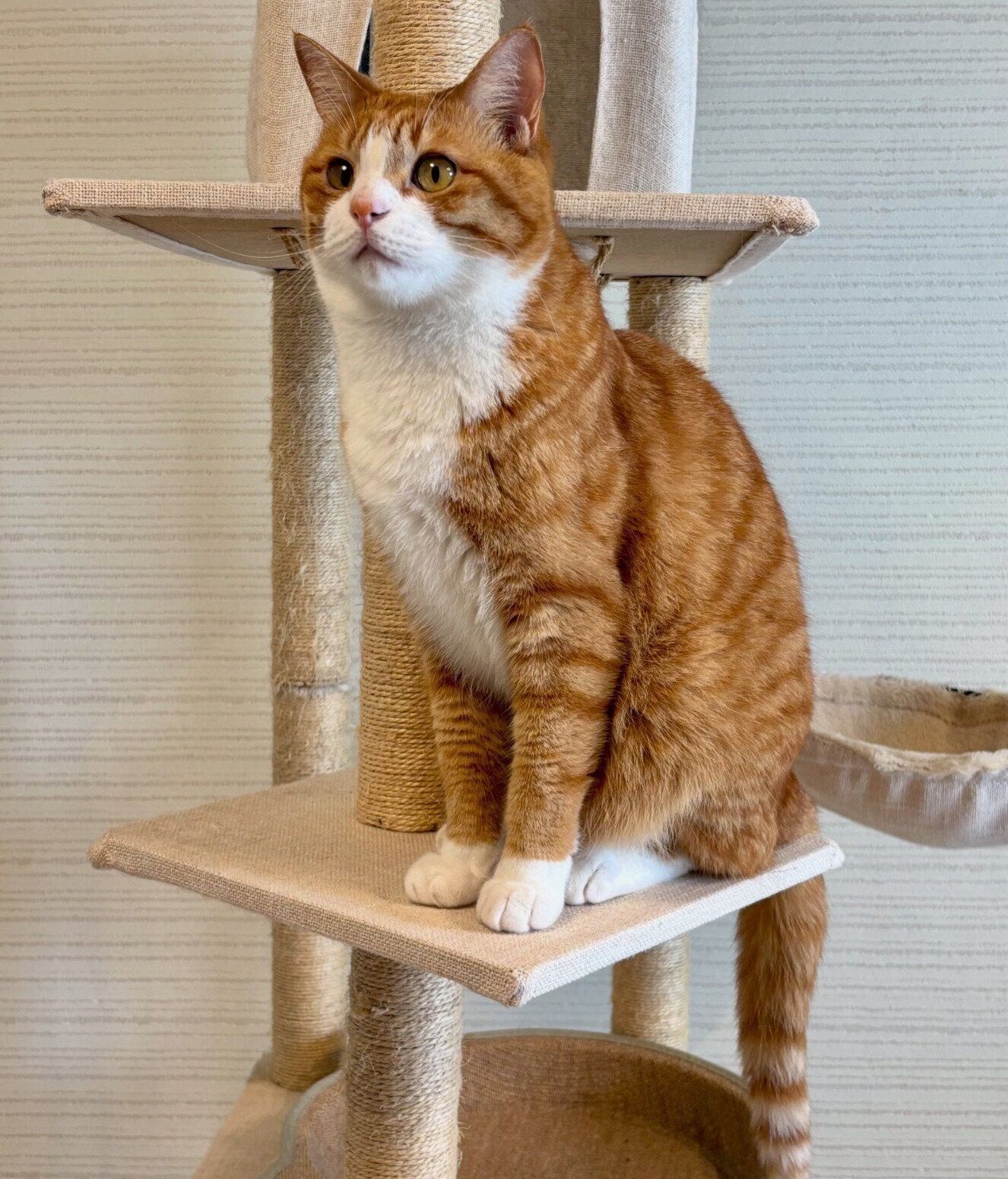 キリッとした様子のいなりくん