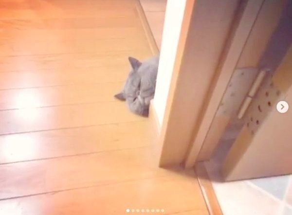 飼い主さんをストーカーするエキゾチックショートヘア