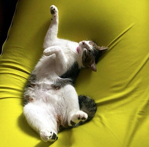 くつろぐおとーふちゃん