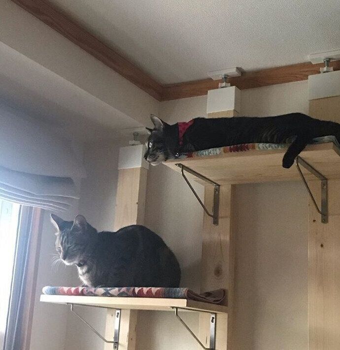 キャットタワーと2匹の猫