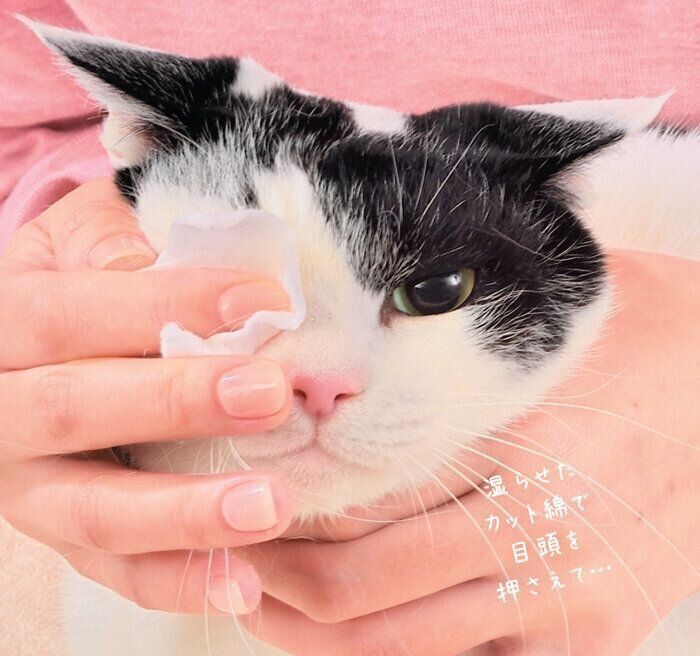 カット綿で目頭を押さえられる猫