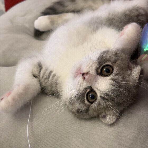 スコティッシュフォールドの蘭くん