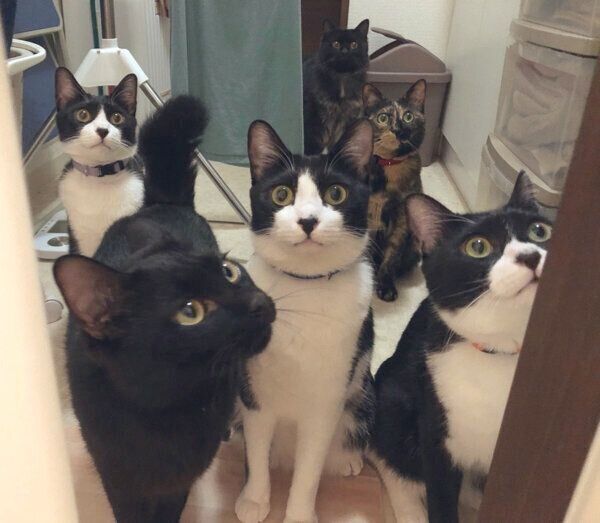 お風呂場に集まる猫たち