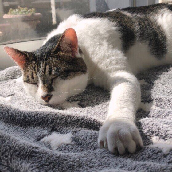 窓辺で眠るラブくん