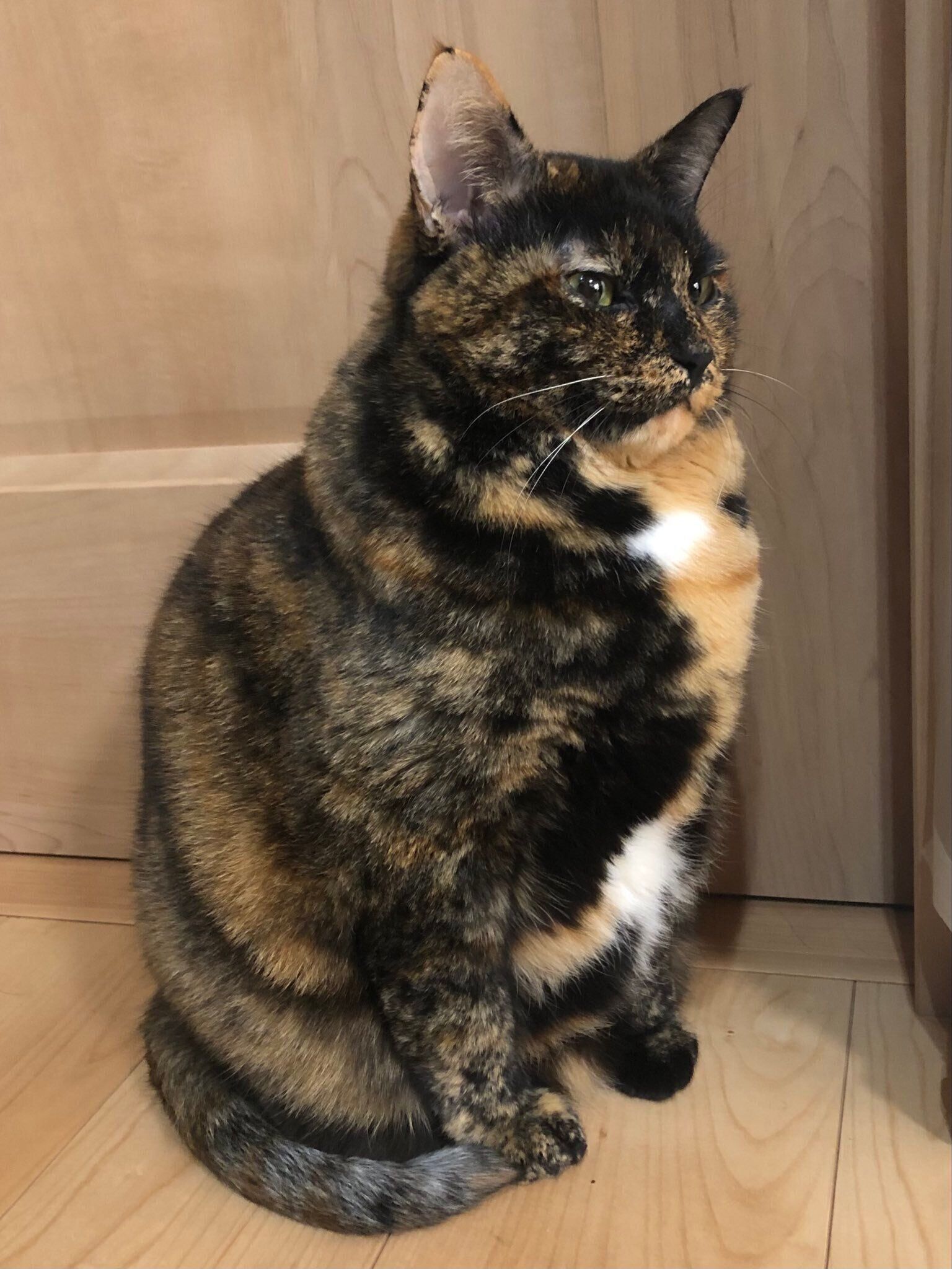 おかわりが欲しくて、とりあえずゴハンの場所で座ってみるきゅーちゃん