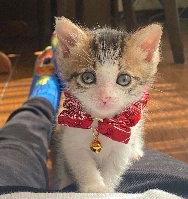 見つめるおとーふちゃん