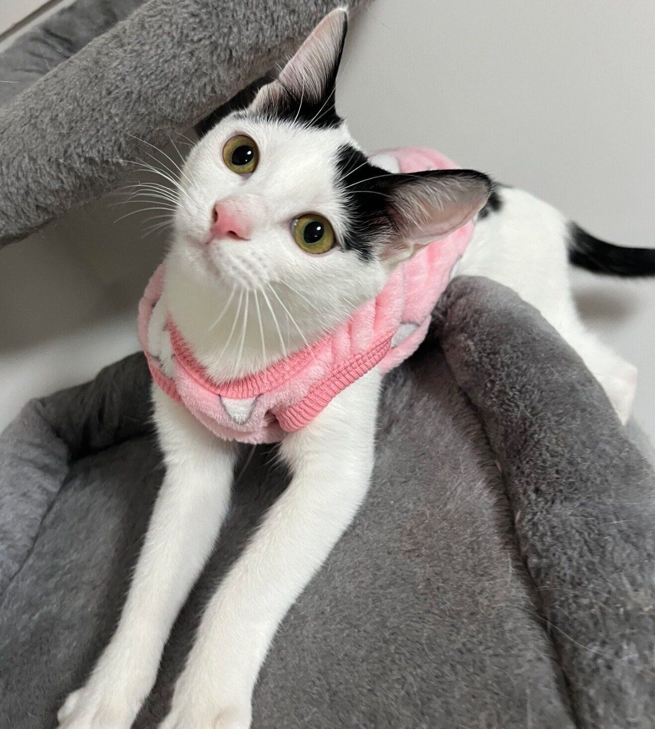 生後6カ月の頃のパインちゃん