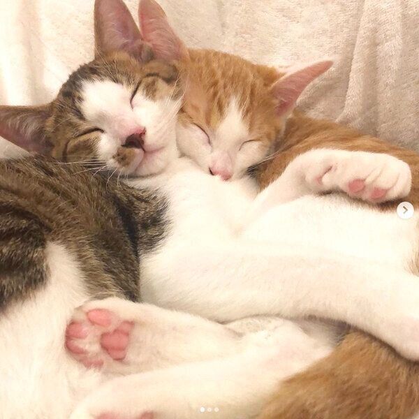 くっついて眠る椋くんと櫁くん