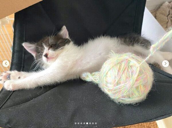 気持ちよさそうに眠るだー子ちゃん