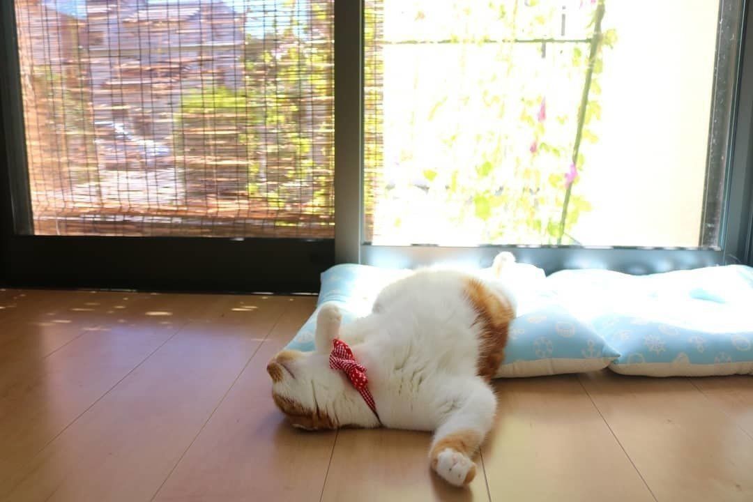 お昼寝するスコティッシュフォールド