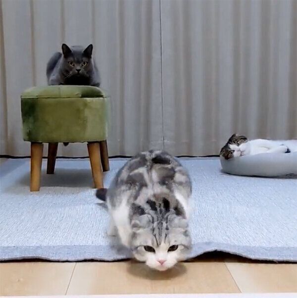 おしりをフリフリする倫太郎くん