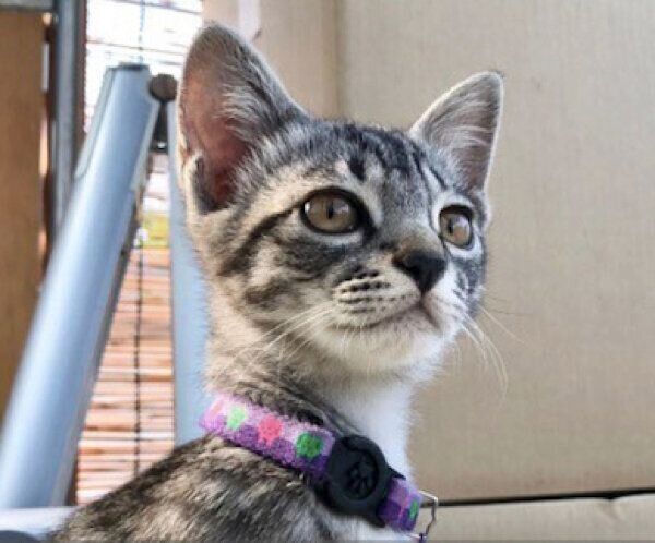 キリッとした表情のコタローくん