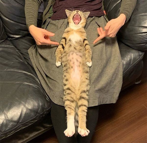 ヘソ天するチェルシーちゃん