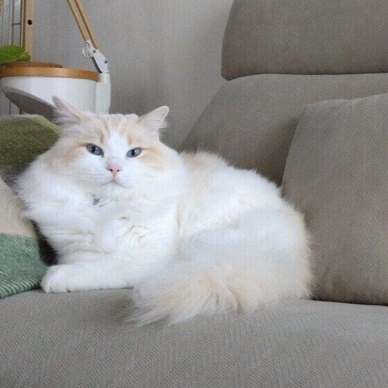 ソファに座るラグドールの男の子