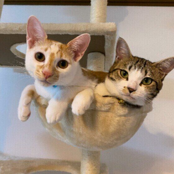 Mix（茶×白）のハクくんたち♪