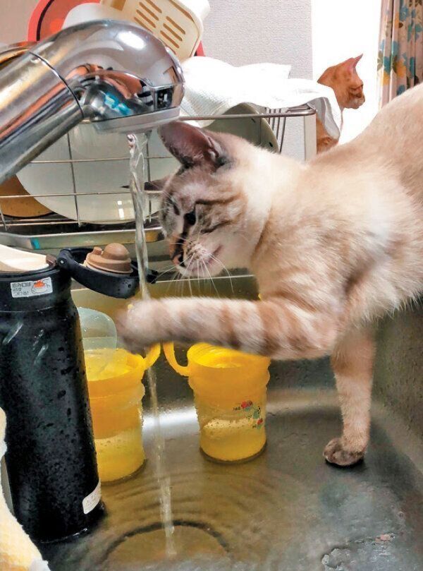 台所の水で遊ぶ猫