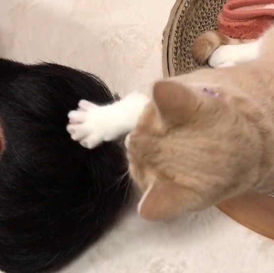 人の頭をマッサージするマンチカン