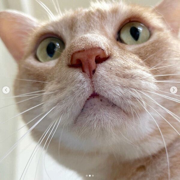 見つめるにゃーにゃくん