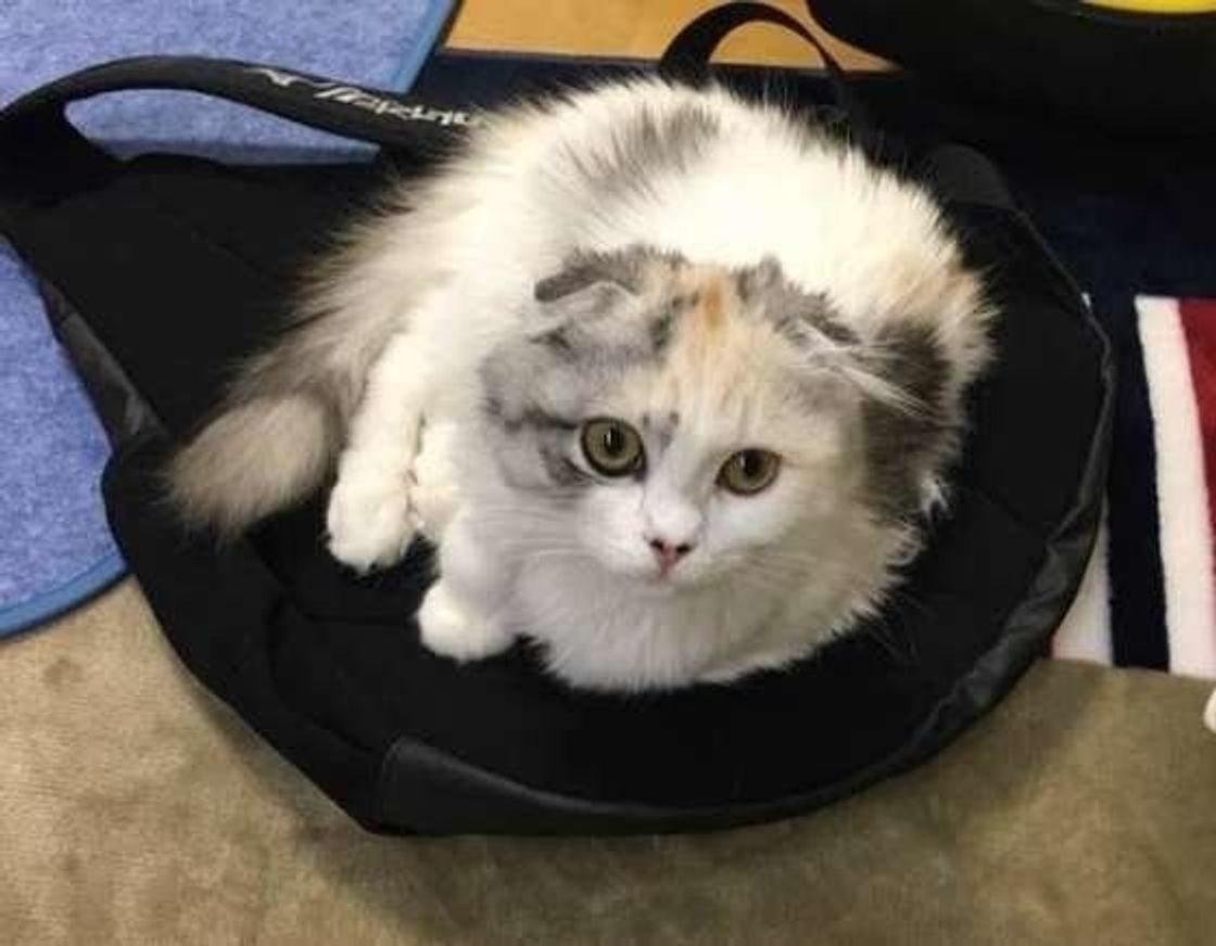 チキンミールを使用したキャットフードは安全 人気フードランキングつき ねこのきもちweb Magazine