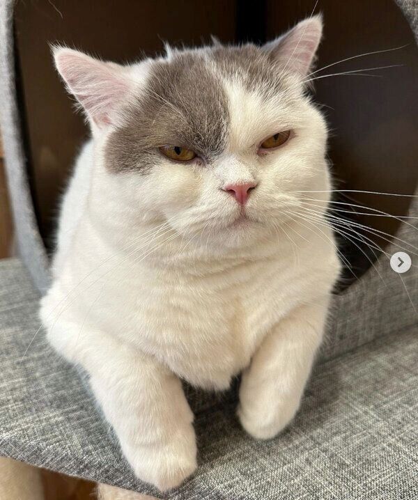 くつろぐぱおちゃん