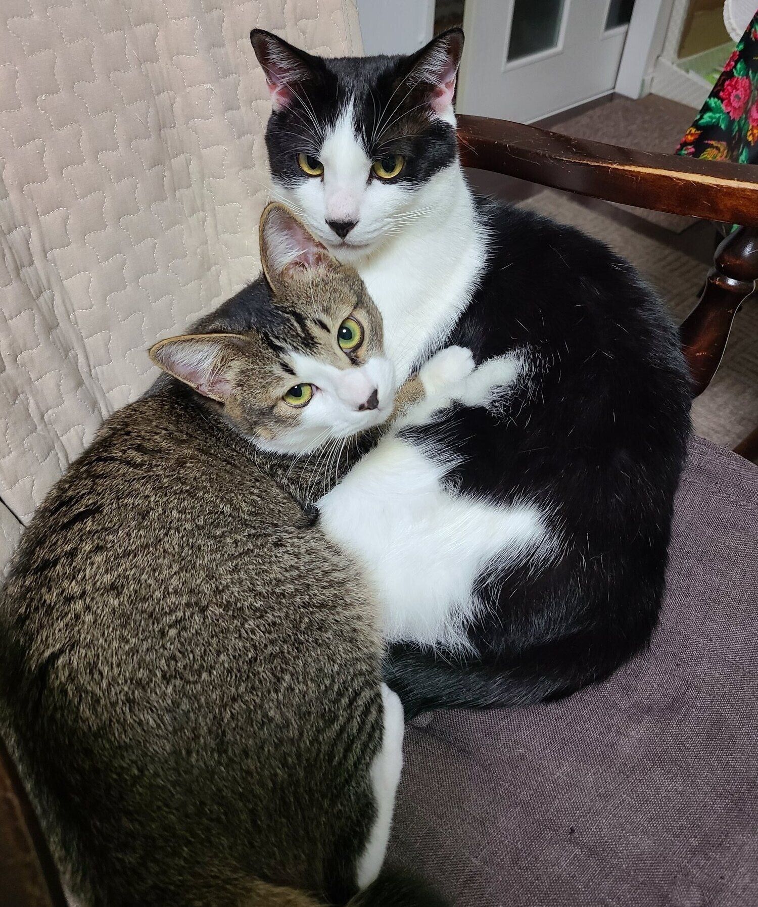 くっつくあずきくん、先住猫・ミィちゃん。