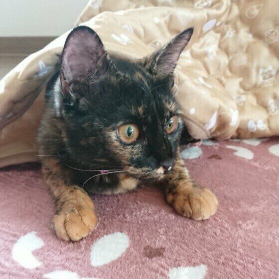 こたつに入るサビ猫