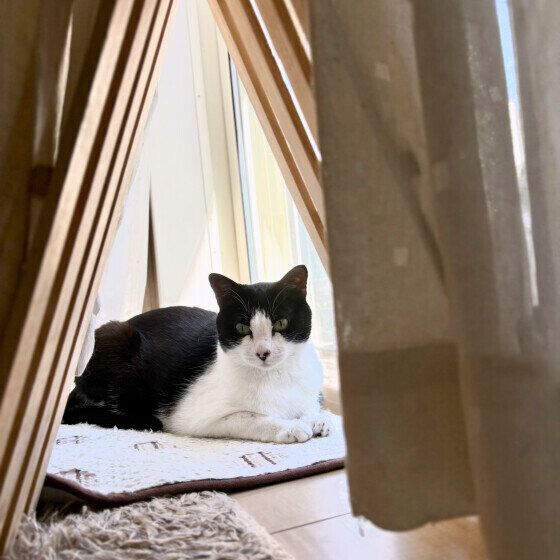 ななふくちゃん