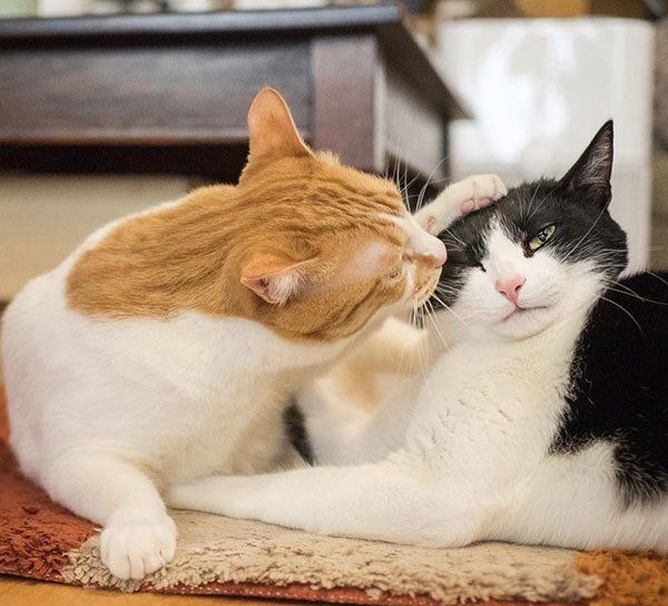 元保護猫だったレオンくんと武蔵くん