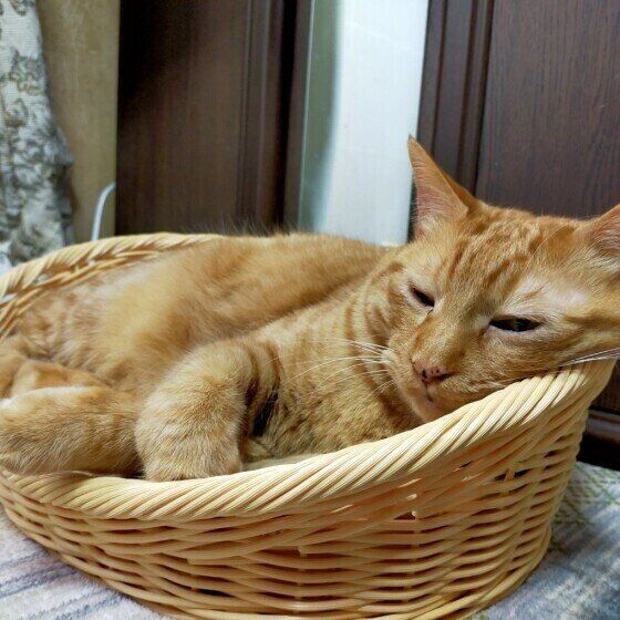 茶トラ猫のムギコちゃん