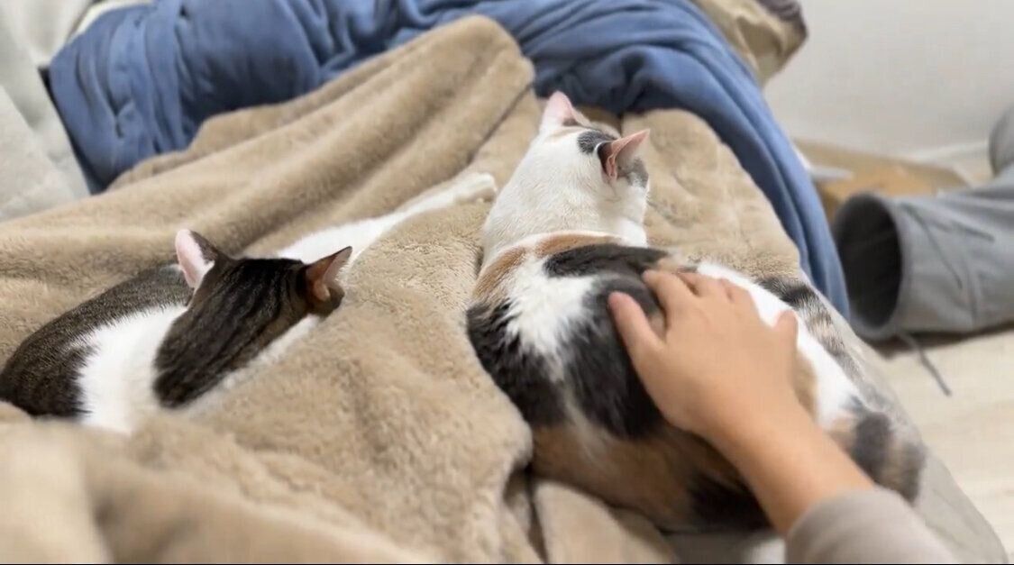 （写真左から）兄猫・くろみつくん、妹猫・しらたまちゃん