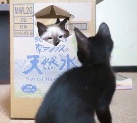 猫のわらびちゃんとくろみつちゃん