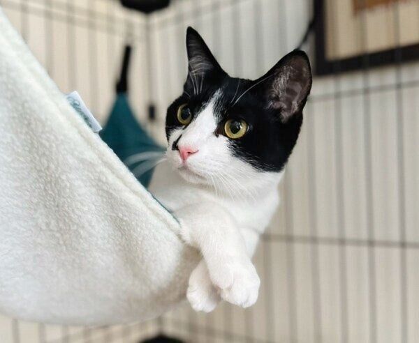ハンモックでくつろぐもんくん