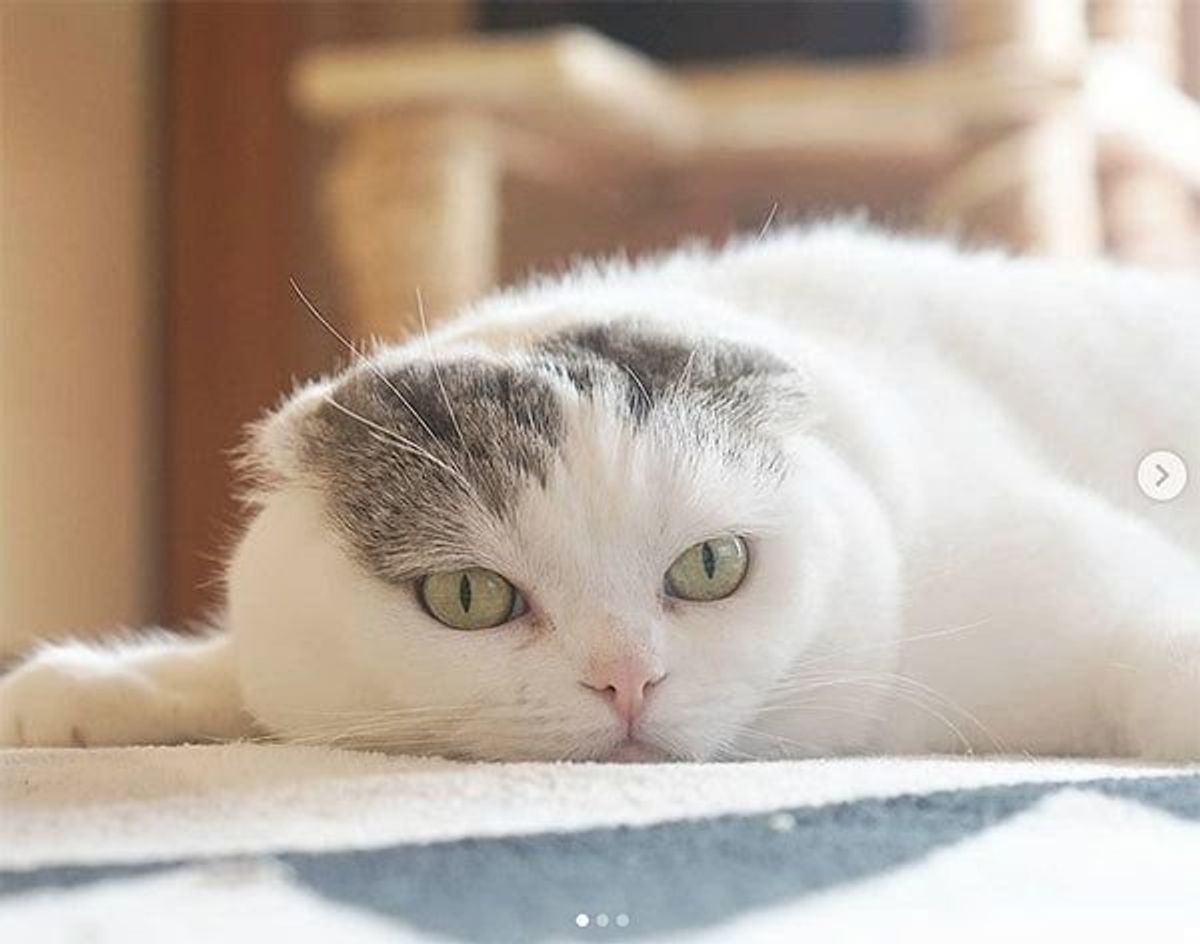 猫の寝姿がまるで 事件現場 ツッコミどころ満載なシュールな展開に ねこのきもちweb Magazine 猫の寝姿がまるで 事件現場 ツッコミどころ満載なシュールな展開に ねこのきもちweb Magazine