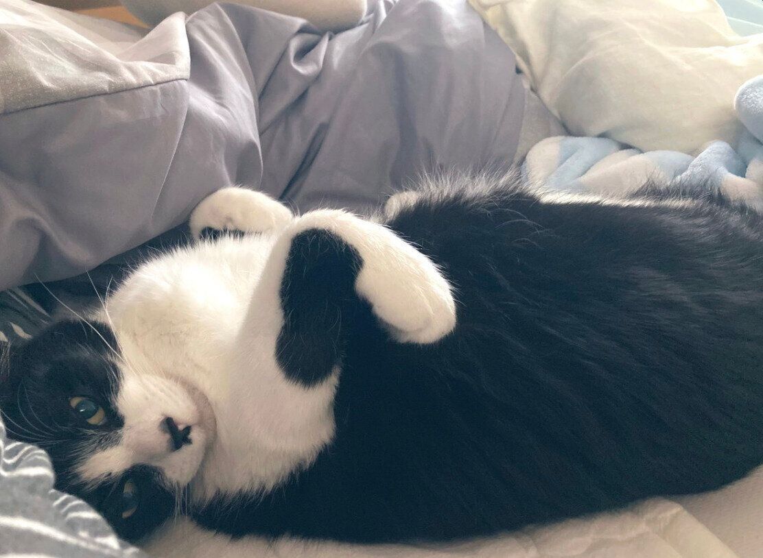 飼い主さんの隣で眠る義勇くん。