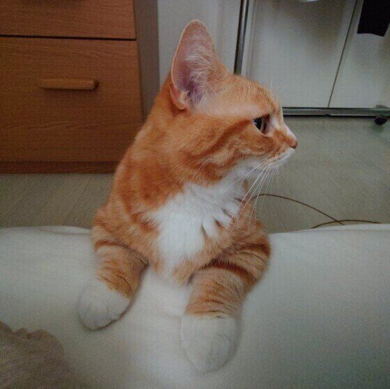 マンチカンのたびちゃん